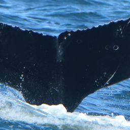 Fluke of HW-MN0503930