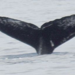 Fluke of Old Timer