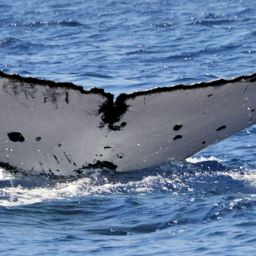 Fluke of HW-MN0440419