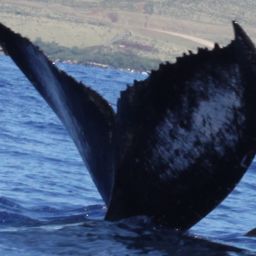 Fluke of Лэ