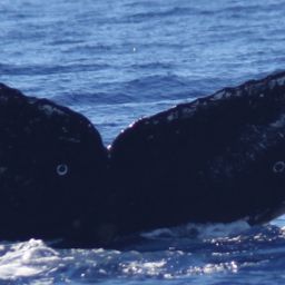 Fluke of HW-MN0440423