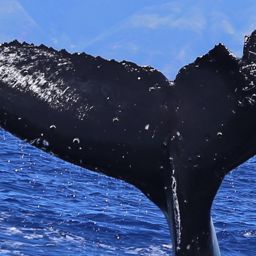 Fluke of HW-MN0440464