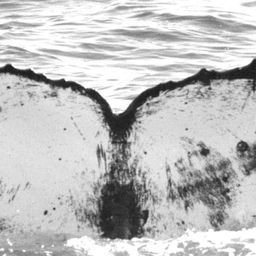 Fluke of CRC-10720