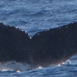 Fluke of HW-MN0440429