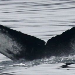 Fluke of HW-MN0104449