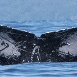 Fluke of HW-MN0440432