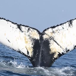 Fluke of HW-MN0104483