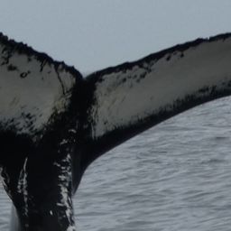 Fluke of HW-MN0104484