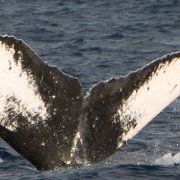 Fluke of HW-MN0440439