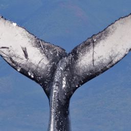 Fluke of HW-MN0440441
