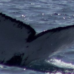 Fluke of 144577