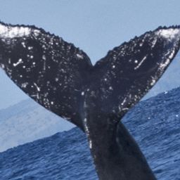 Fluke of HW-MN0440442