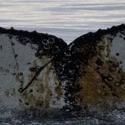 Fluke of HW-MN1307959