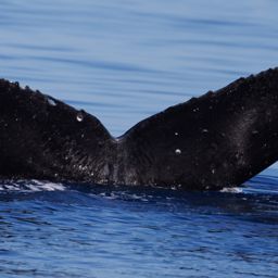 Fluke of HW-MN0440445