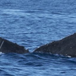 Fluke of HW-MN0440447
