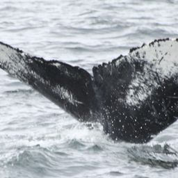 Fluke of BCZ0124