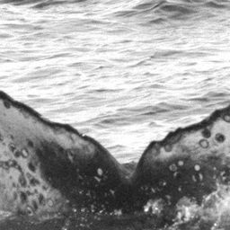 Fluke of CRC-15880