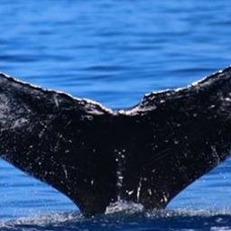 Fluke of HW-MN0440456