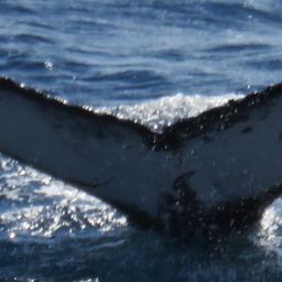 Fluke of HW-MN1109951