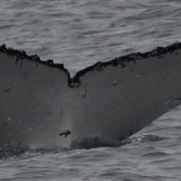 Fluke of HW-MN1109977