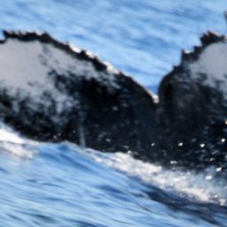 Fluke of HW-MN0440463