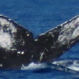 Fluke of BCY0580