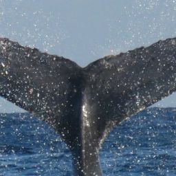 Fluke of HW-MN0440468