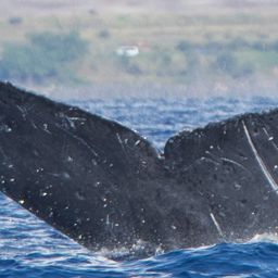 Fluke of HW-MN0440469