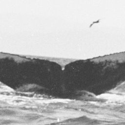 Fluke of FIBB-4BB133