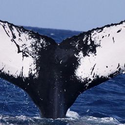 Fluke of HW-MN0100219