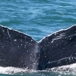 Fluke of CRC-17767