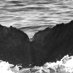 Fluke of CRC-15800