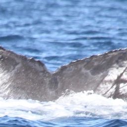 Fluke of CRC-20443