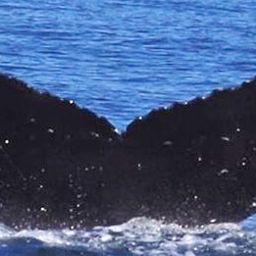 Fluke of Cormorant