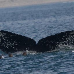 Fluke of CRC-15791