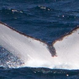 Fluke of HW-MN0501167