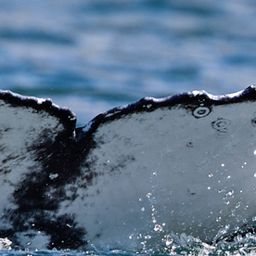 Fluke of HW-MN0805349