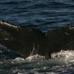 Fluke of CRC-12456