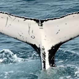 Fluke of HW-MN1110623
