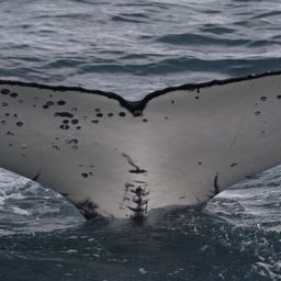 Fluke of HW-MN1110625
