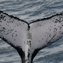 Fluke of HW-MN1110629