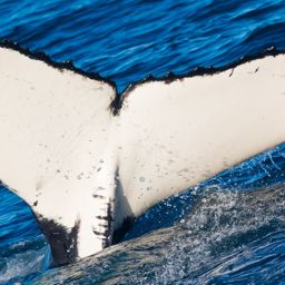 Fluke of HW-MN1110633