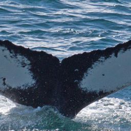 Fluke of HW-MN0420380