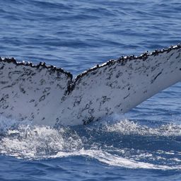 Fluke of HW-MN1110662