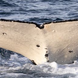 Fluke of HW-MN1110676