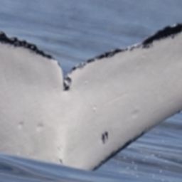 Fluke of HW-MN1110691