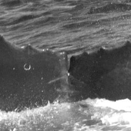 Fluke of CRC-12289