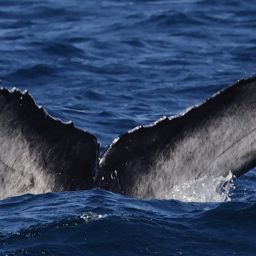 Fluke of 2024-2025 calf of CRC-11875