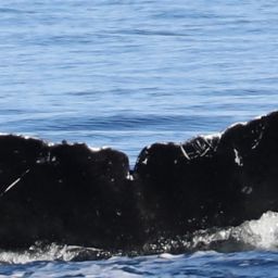 Fluke of CRC-11430