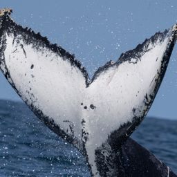 Fluke of HW-MN1110864